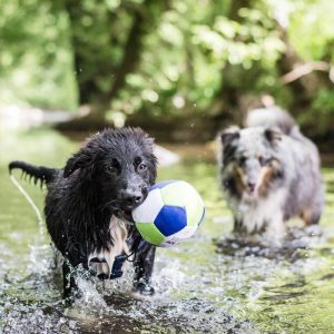 akinu-bala-kolymvisis-aqua-gia-skylous-14ek2