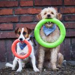 dachtylidi-proponisis-akinu-megalo-prasino-26ek3-img-150x150