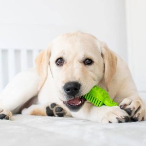 odontovourtsa-akinu-rt-dental-15cm1-img