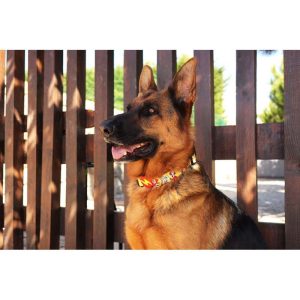 Pip Collar XSmall (DC00149) - Εικόνα 2