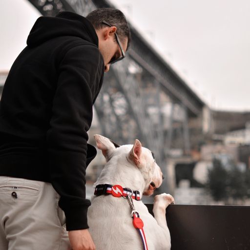 Περιλαίμιο Κολάρο Σκύλου Red & Blue Dashi Large (DC00200) - Εικόνα 4