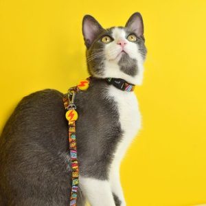 Περιλαίμιο Γάτας Boom Dashi (DCC00002) - Εικόνα 4
