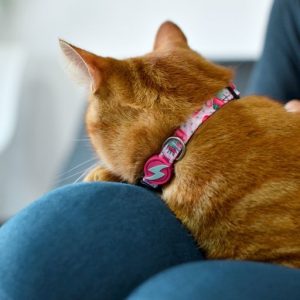 Περιλαίμιο Γάτας Flamingo Dashi (DCC00003) - Εικόνα 3