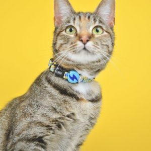 NEBULA COLLAR CAT (DCC00032) - Εικόνα 6