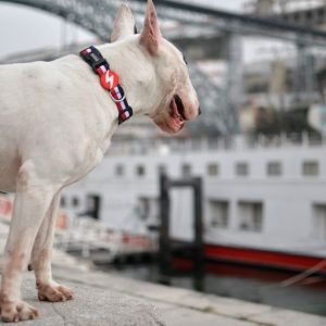 Περιλαίμιο Κολάρο Σκύλου Red & Blue Dashi Large (DC00200) - Εικόνα 2
