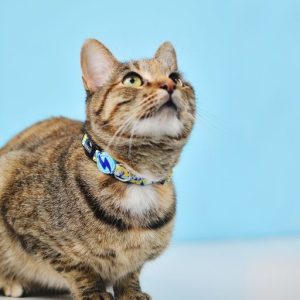 NEBULA COLLAR CAT (DCC00032) - Εικόνα 3