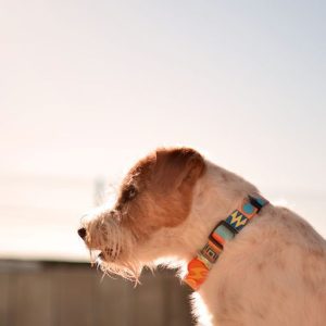 Περιλαίμιο Κολάρο Σκύλου Terracotta Dashi Medium (DC00187) - Εικόνα 3