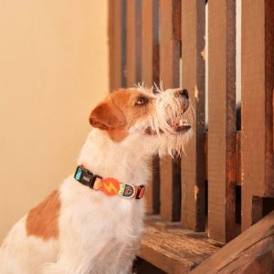 Περιλαίμιο Κολάρο Σκύλου Terracotta Dashi Medium (DC00187) - Εικόνα 5