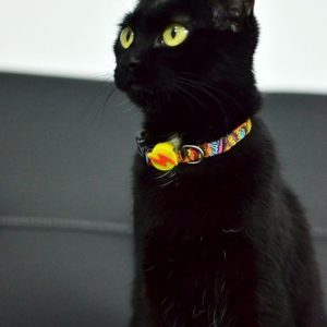 Περιλαίμιο Γάτας Boom Dashi (DCC00002) - Εικόνα 3