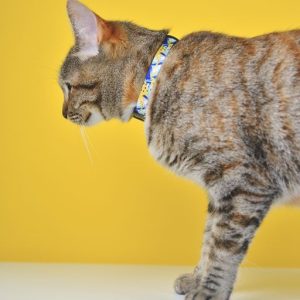 NEBULA COLLAR CAT (DCC00032) - Εικόνα 4