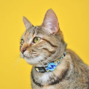NEBULA COLLAR CAT (DCC00032) - Εικόνα 5