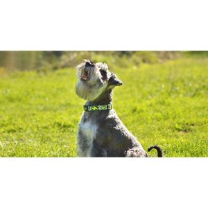 AVOCADO COLLAR Small (DC00190) - Εικόνα 2