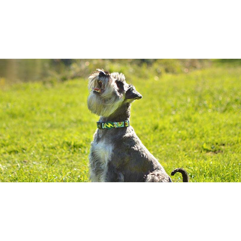 AVOCADO COLLAR Large (DC00192) - Εικόνα 2