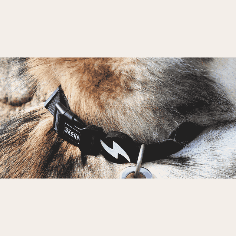 SOLID BLACK COLLAR MEDIUM (DC00023) - Εικόνα 2