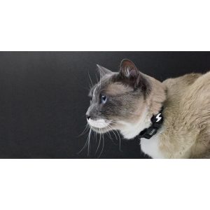 COLORFLEX BLACK COLLAR CAT (DCC00057) - Εικόνα 2