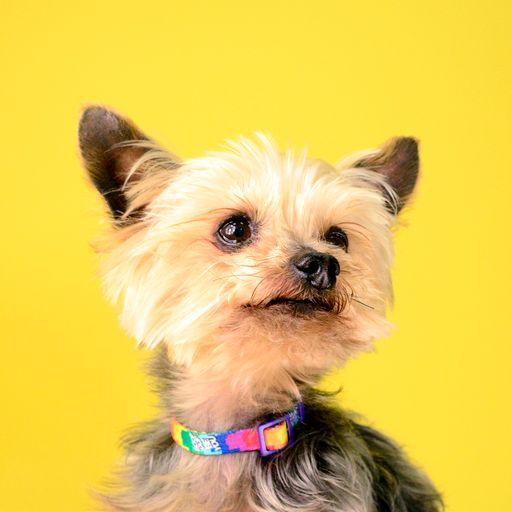 BETTY YOU COLLAR MEDIUM (DC00267) - Εικόνα 7