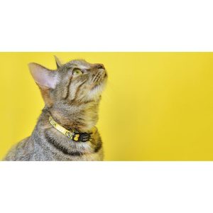 JEEP CAT COLLAR (DCC00028) - Εικόνα 2