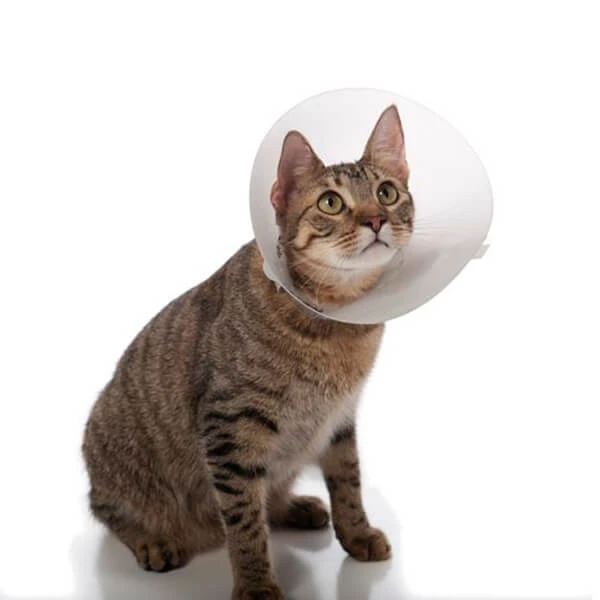 ΚΟΛΑΡΟ ΕΛΙΣΑΒΕΤ Zoopark M (EL-005) 10τμχ συσκευασία - Εικόνα 2