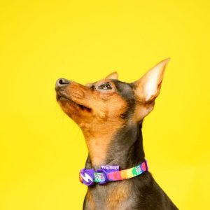 BETTY YOU COLLAR LARGE (DC00268) - Εικόνα 6