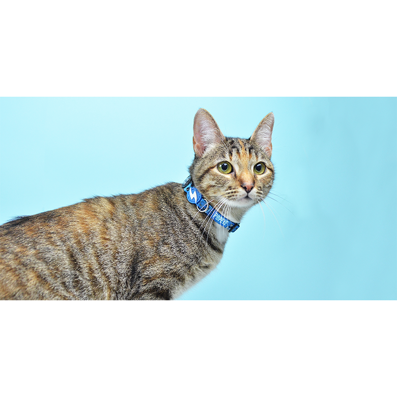 POPEYE COLLAR CAT COLLAR (DCC00023) - Εικόνα 2
