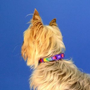 BETTY YOU COLLAR XSMALL (DC00265) - Εικόνα 4