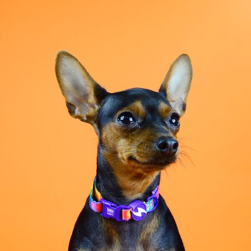 BETTY YOU COLLAR MEDIUM (DC00267) - Εικόνα 3