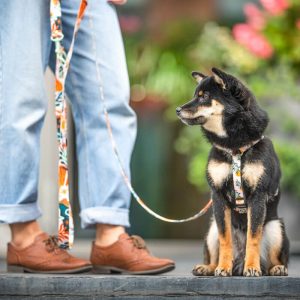 SAFARI M (29CM-40CM) SA-M - Εικόνα 2