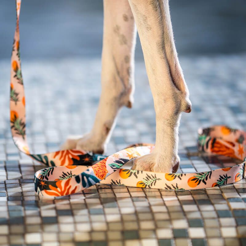 SAFARI XL 47-71cm (SA-XL) - Εικόνα 3