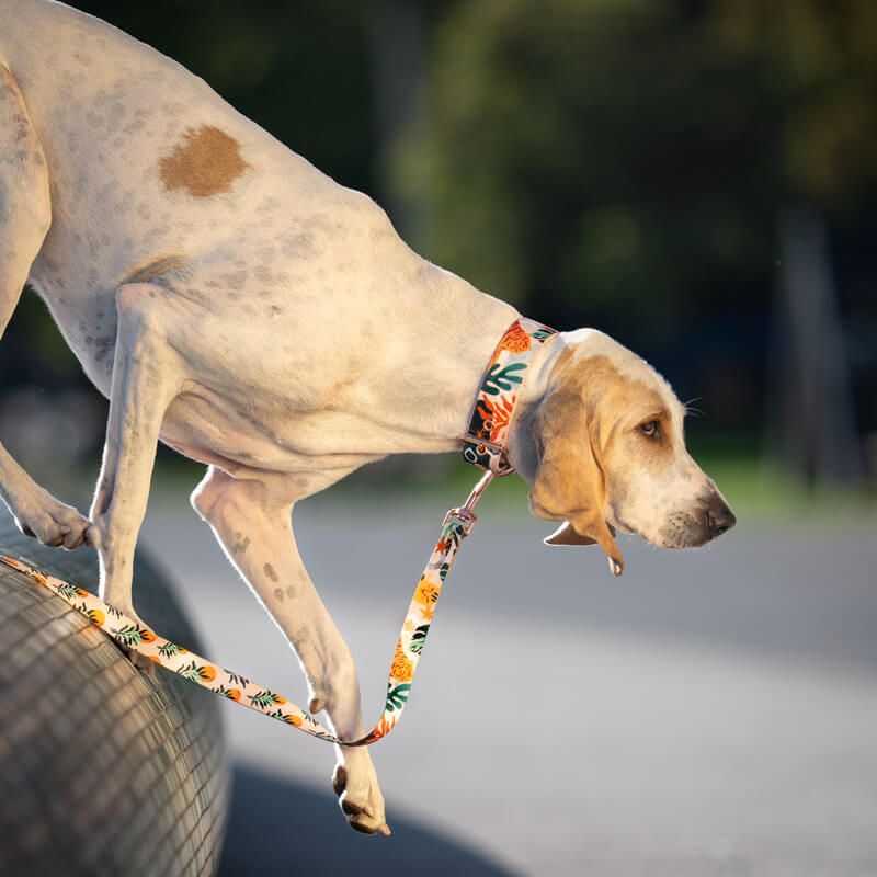 SAFARI XL 47-71cm (SA-XL) - Εικόνα 6