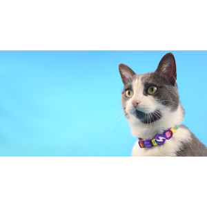 BETTY YOU COLLAR CAT (DCC00067) - Εικόνα 2