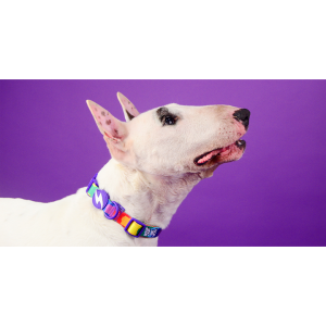 BETTY YOU COLLAR SMALL (DC00266) - Εικόνα 2