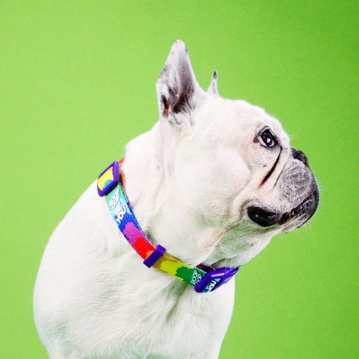 BETTY YOU COLLAR MEDIUM (DC00267) - Εικόνα 8