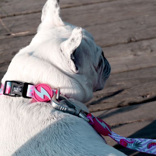 Περιλαίμιο Κολάρο Σκύλου Flamingo Dashi Medium (DC00011) - Εικόνα 3