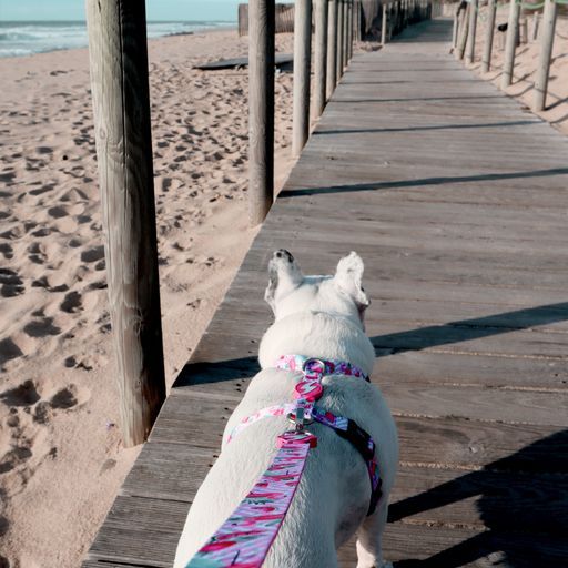 Περιλαίμιο Κολάρο Σκύλου Flamingo Dashi Large (DC00012) - Εικόνα 4