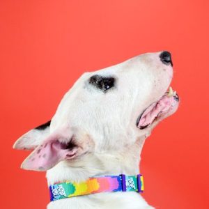 BETTY YOU COLLAR XSMALL (DC00265) - Εικόνα 6