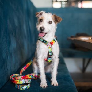 CARTOON L 60-42cm (CAR-L) - Εικόνα 5