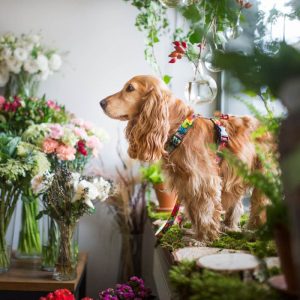 CARTOON L 60-42cm (CAR-L) - Εικόνα 4