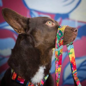 CARTOON L 60-42cm (CAR-L) - Εικόνα 7