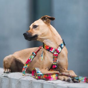 CARTOON XL (47-71CM) CAR-XL - Εικόνα 2