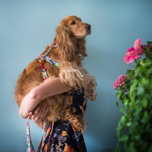 CARTOON L 60-42cm (CAR-L) - Εικόνα 3