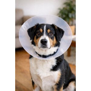 Κολάρο M 15x24-29x10-12cm κολάρο προστατευτικό ελισαβετ - προστατευτικό κολάρο