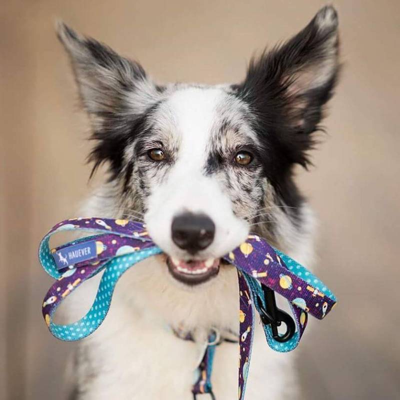 COSMOS L 40-62cm (COS-L) - Εικόνα 2