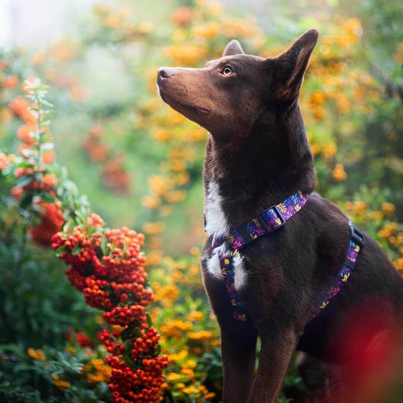 VIVIDLEAF L 40-62cm (VI-L) - Εικόνα 2