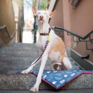 VIVIDLEAF L 40-62cm (VI-L) - Εικόνα 5