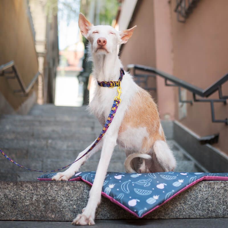 VIVIDLEAF L 40-62cm (VI-L) - Εικόνα 5