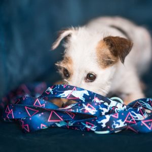 DOG IN ACTION L 40-62cm (DA-L) - Εικόνα 3