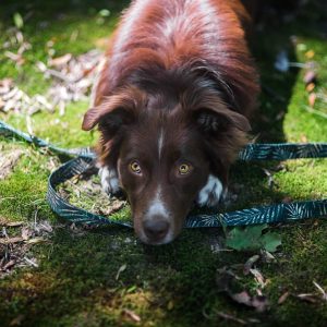 AMAZONIOS Leash 150cm Large Hook - Λουρί Σκύλου