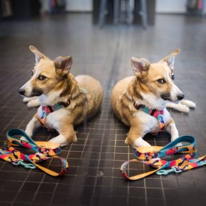 MIAMI S 24-33cm (MI-S) - Εικόνα 2