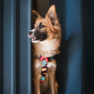 MIAMI S 24-33cm (MI-S) - Εικόνα 5