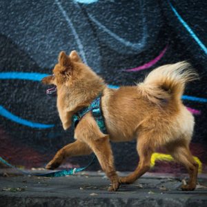 FOREST XL 47-71cm (FO-XL) - Εικόνα 6